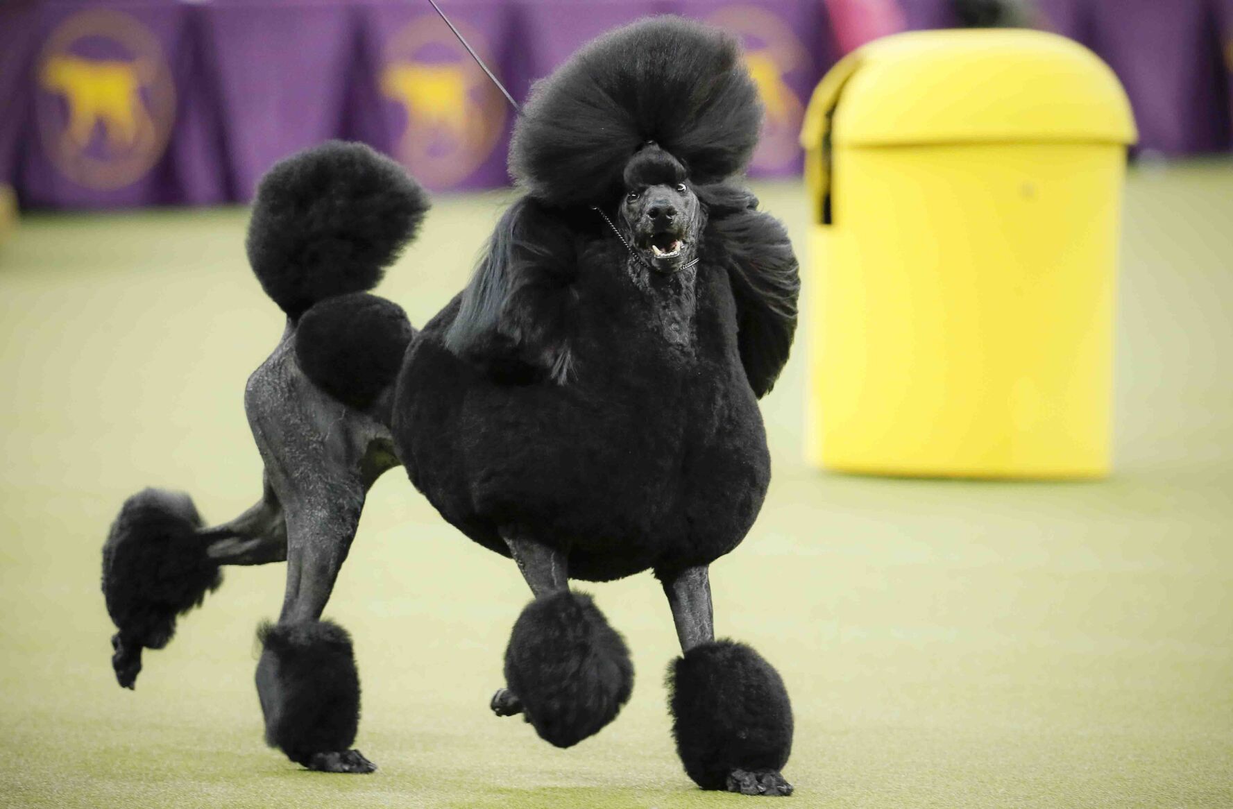 6. Poodle